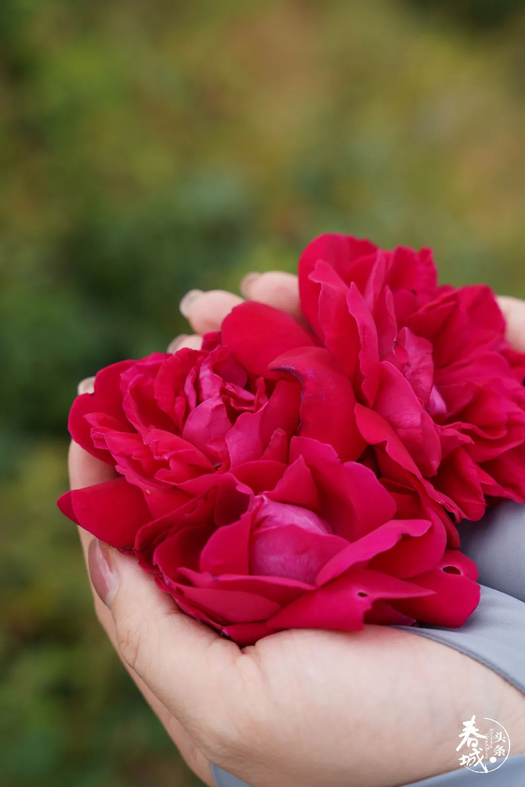 昆明发布(微信)