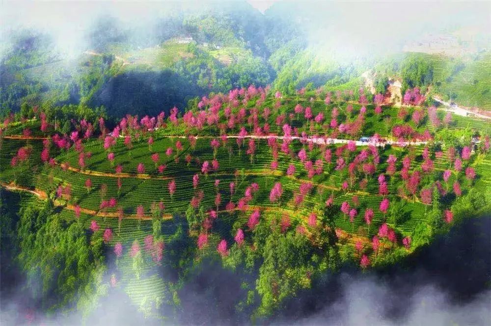 云南广播电视台(微信)