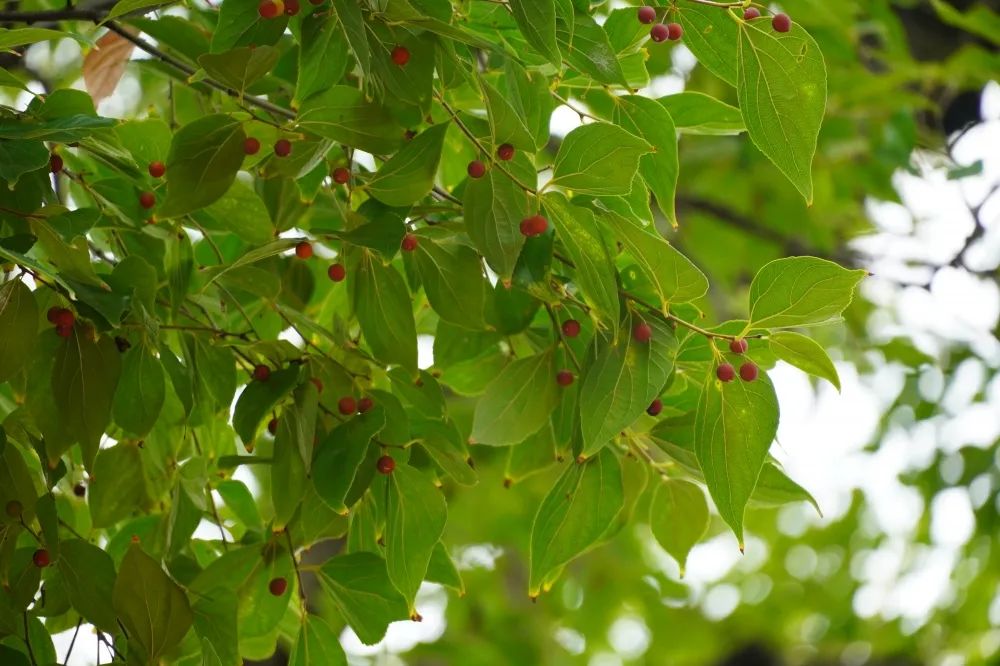 红河文旅(微信)