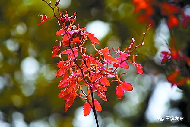 玉溪发布(微信)