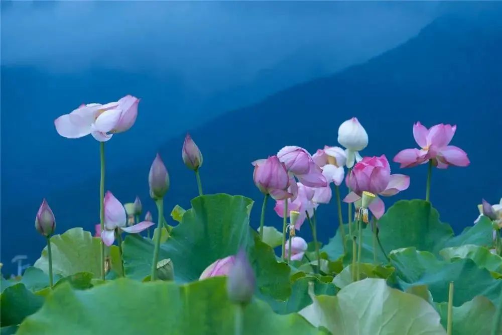 云南广播电视台(微信)