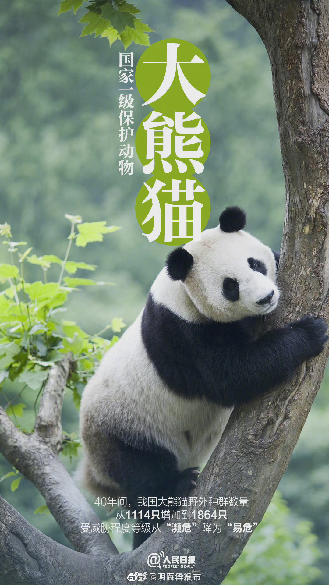 “昆明五华发布”微博