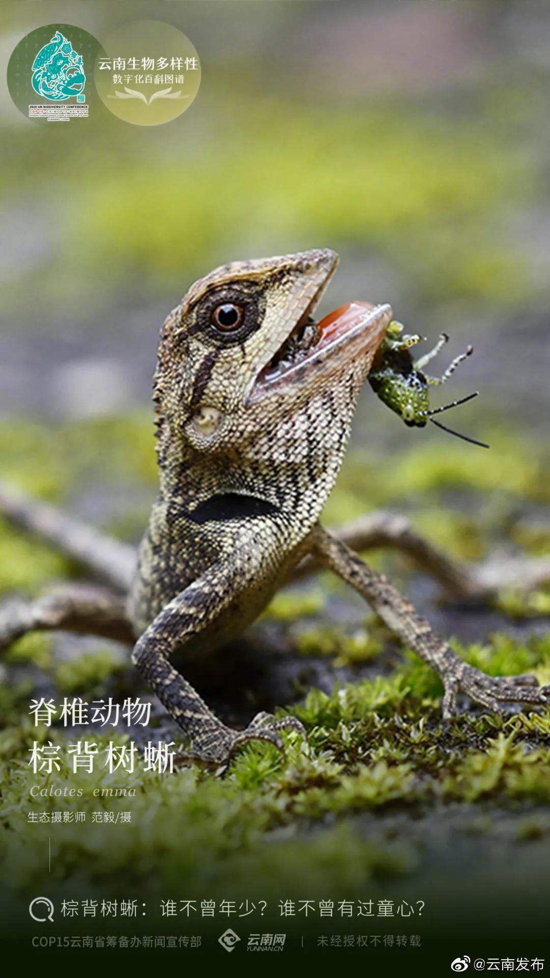 云南生物多样性数字化百科图谱 | 脊椎动物·棕背树蜥：谁不曾年少？谁不曾有过童心