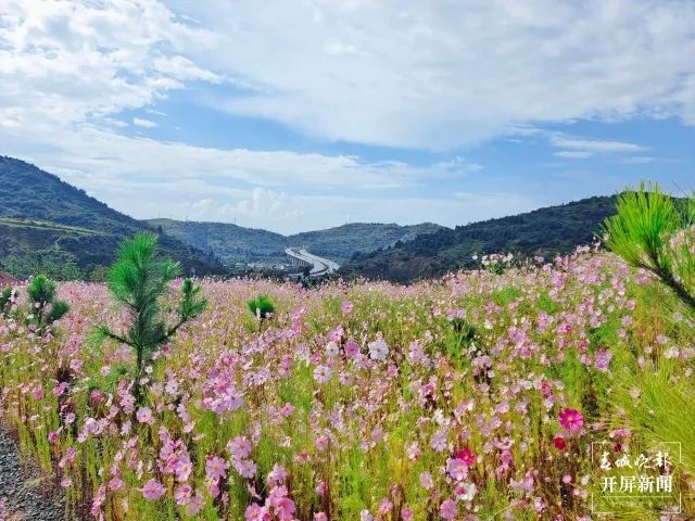 春城晚报(微信)