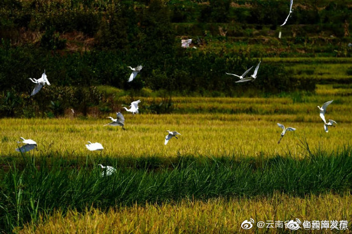 “云南发布”微博