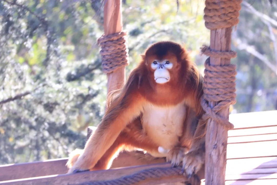 云南野生动物园(微信)