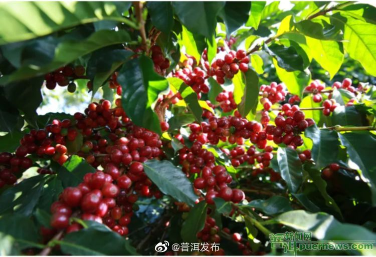 普洱咖啡获国家地理标志产品保护