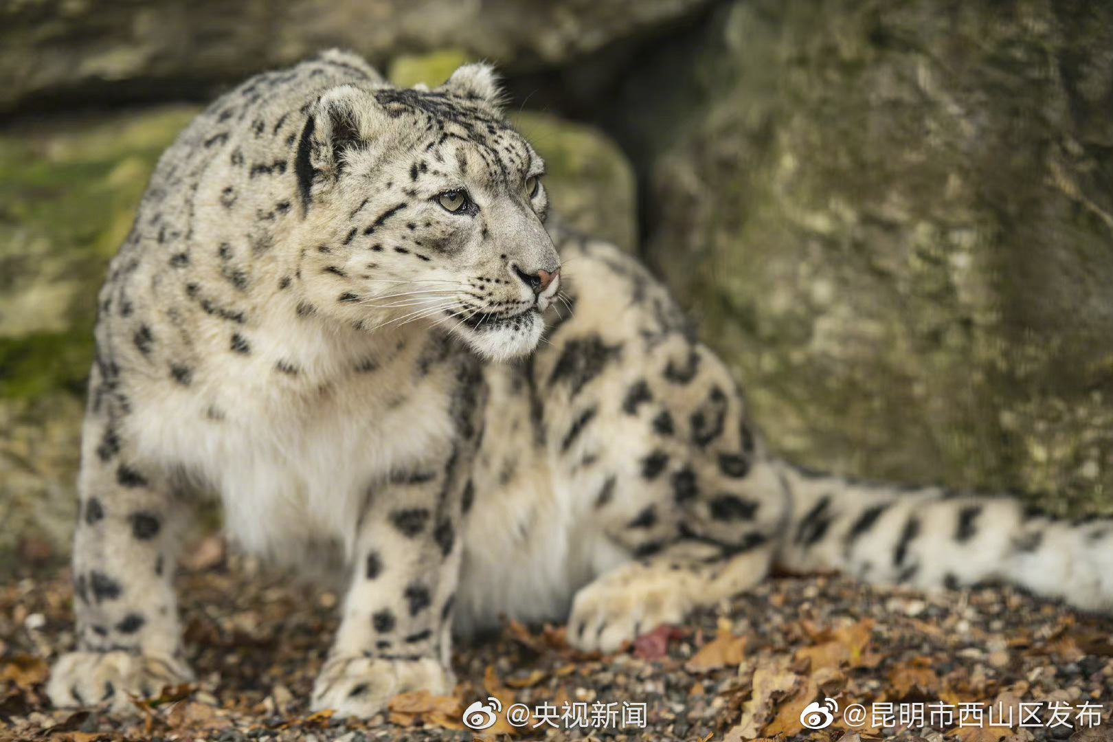 “昆明市西山区发布”微博