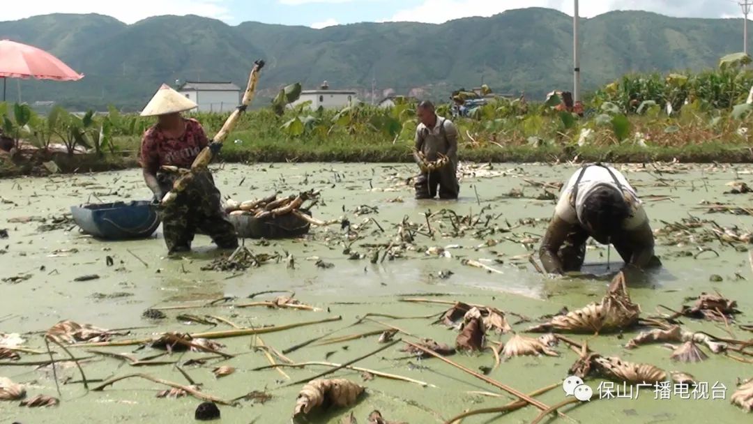 保山新闻网(微信)