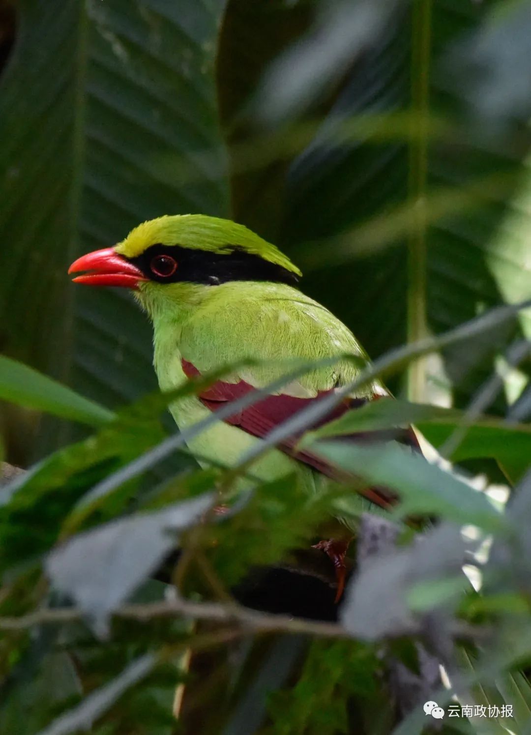 云南政协报(微信)