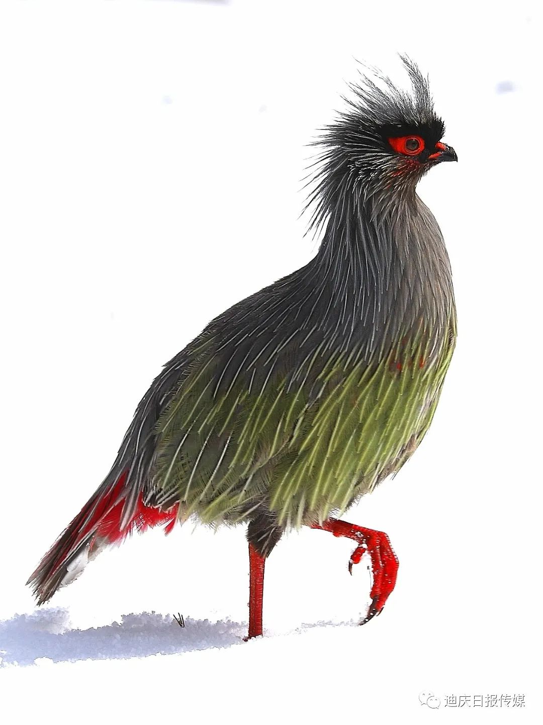 迪庆日报传媒(微信)