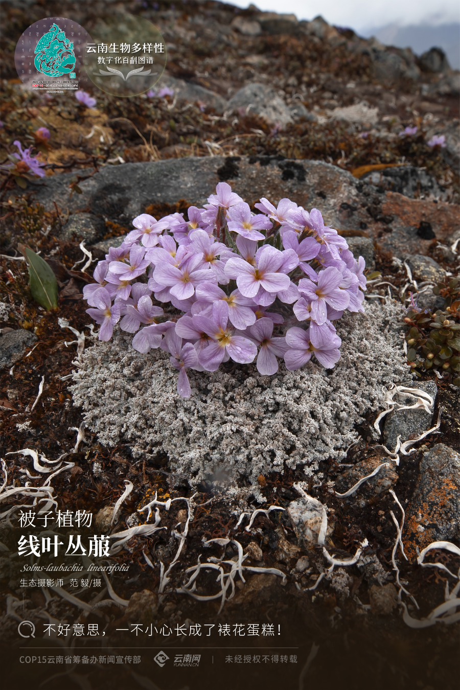 云南省人民政府网