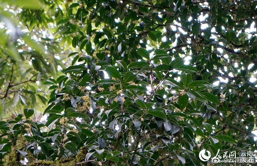 “云南发布”微博