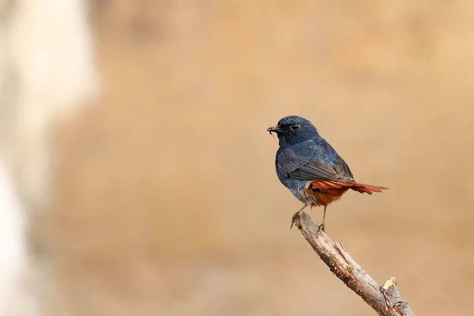 云南广播电视台(微信)