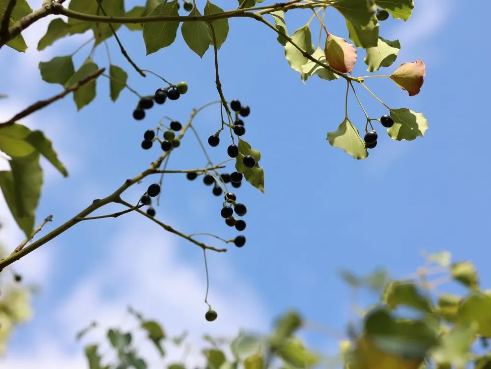 红河文旅(微信)