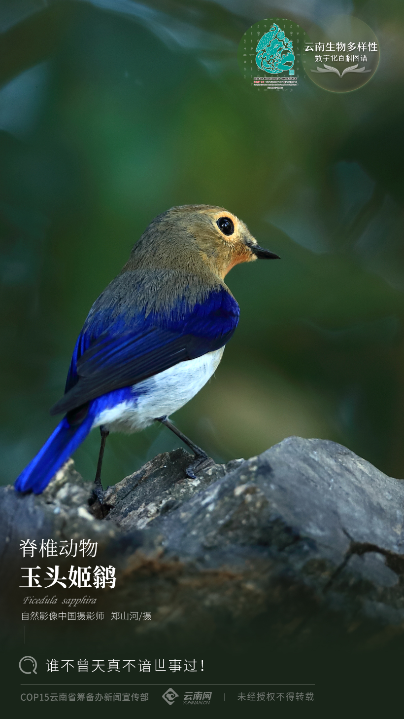 云南省人民政府网