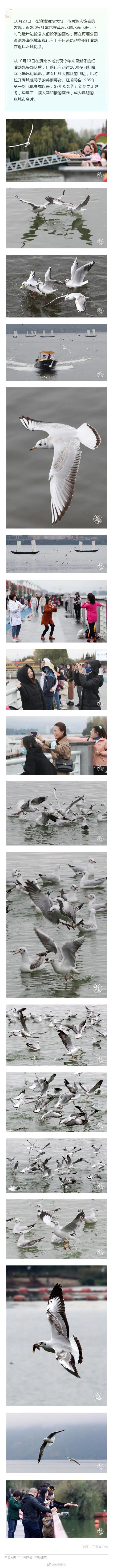 老朋友来了！越冬红嘴鸥陆续到昆明