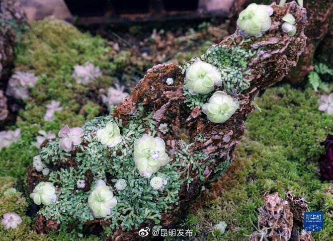 “昆明发布”微博