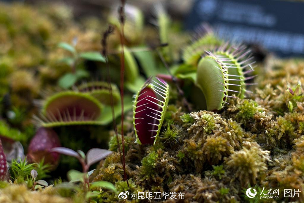 “昆明五华发布”微博