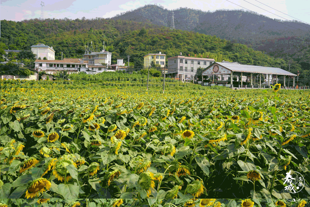昆明发布(微信)