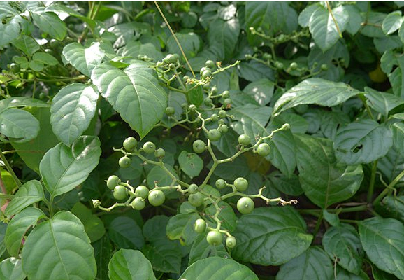 云南广播电视台(微信)