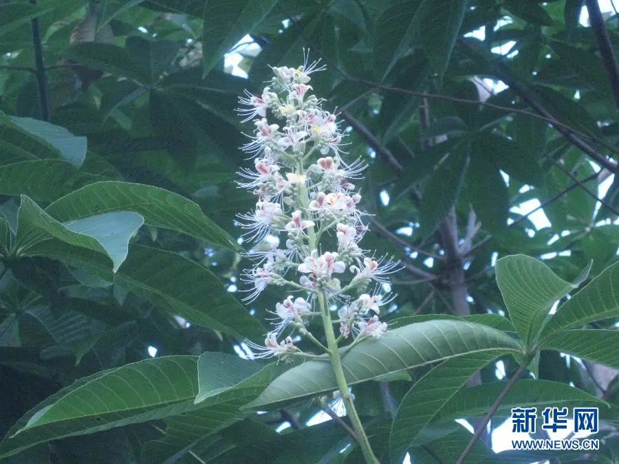 云南广播电视台(微信)