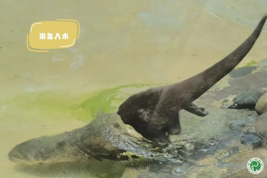 昆明动物园