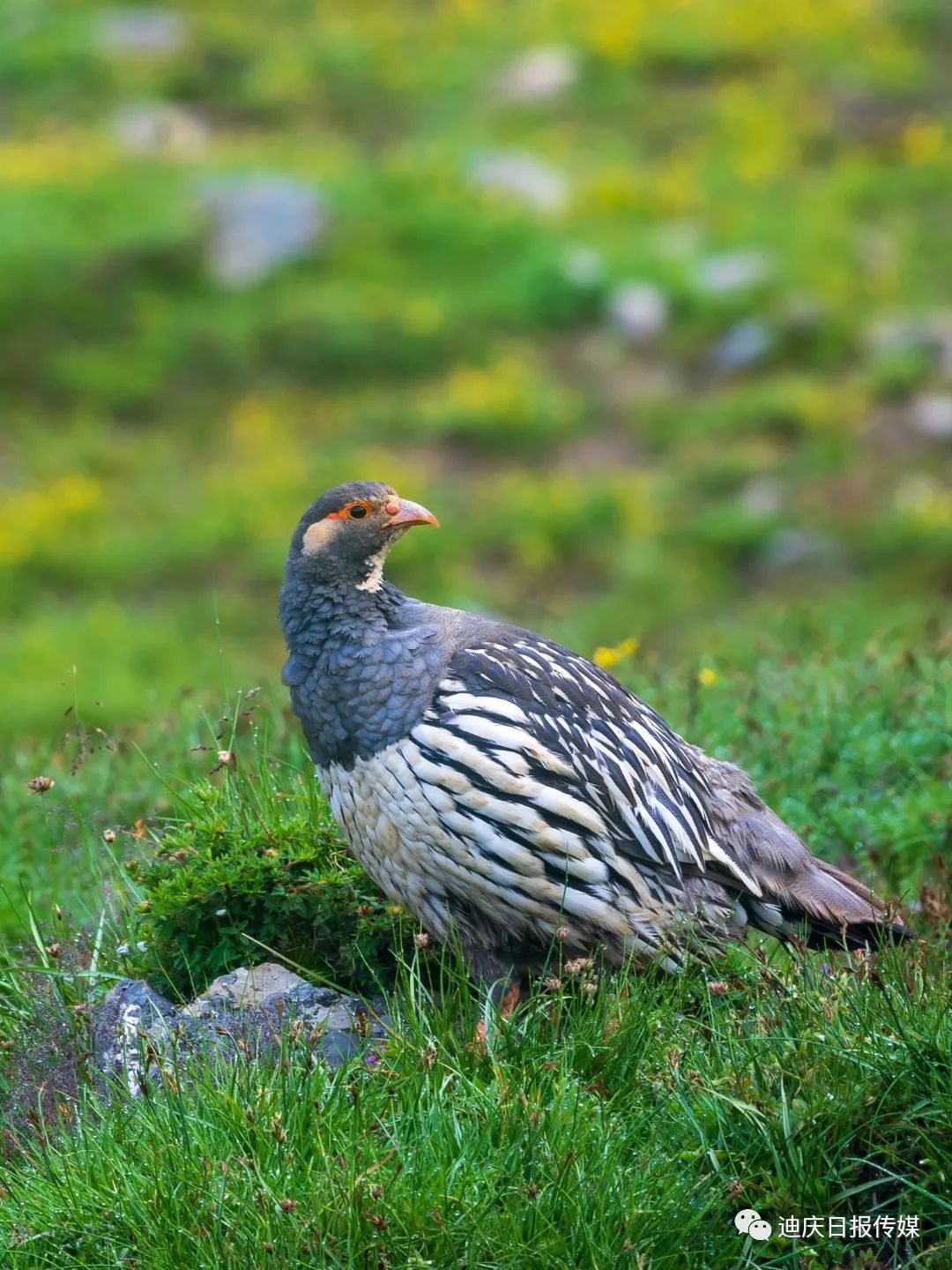 迪庆日报传媒(微信)