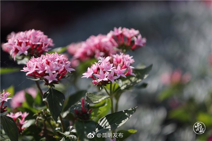 “昆明发布”微博