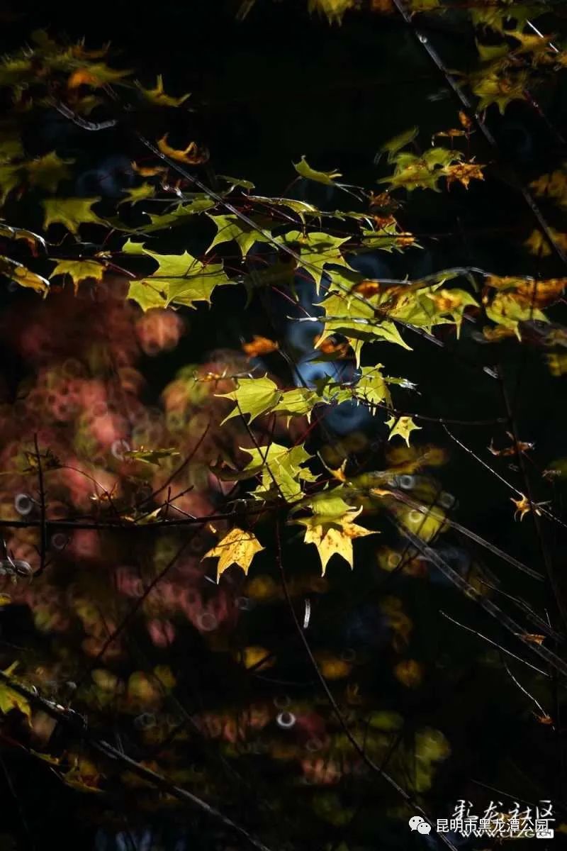 昆明市黑龙潭公园