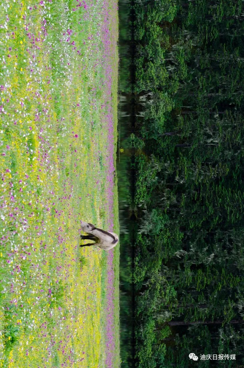 迪庆日报传媒(微信)
