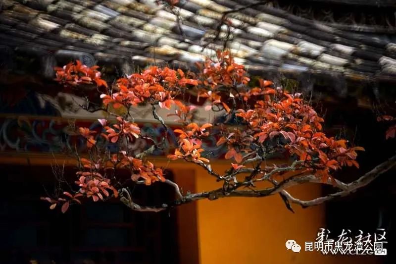 昆明市黑龙潭公园