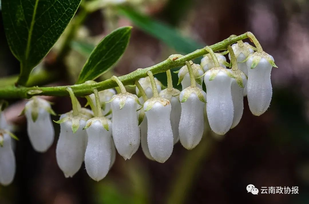 云南政协报(微信)