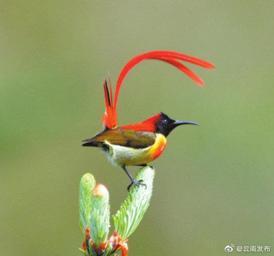 “云南发布”微博