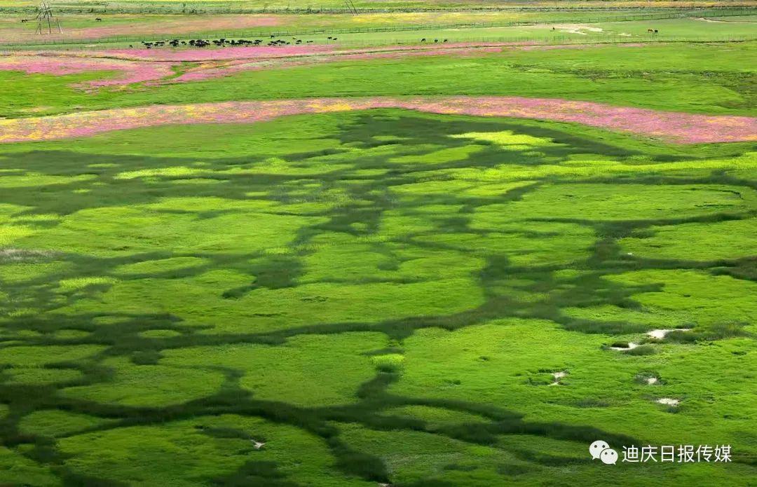 迪庆日报传媒(微信)