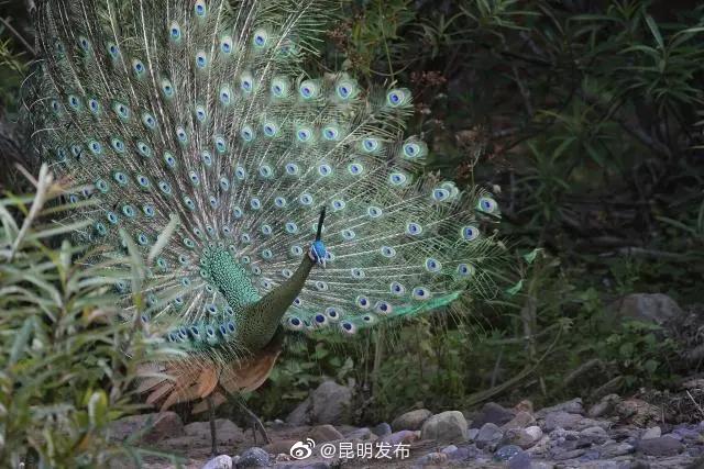 “昆明发布”微博