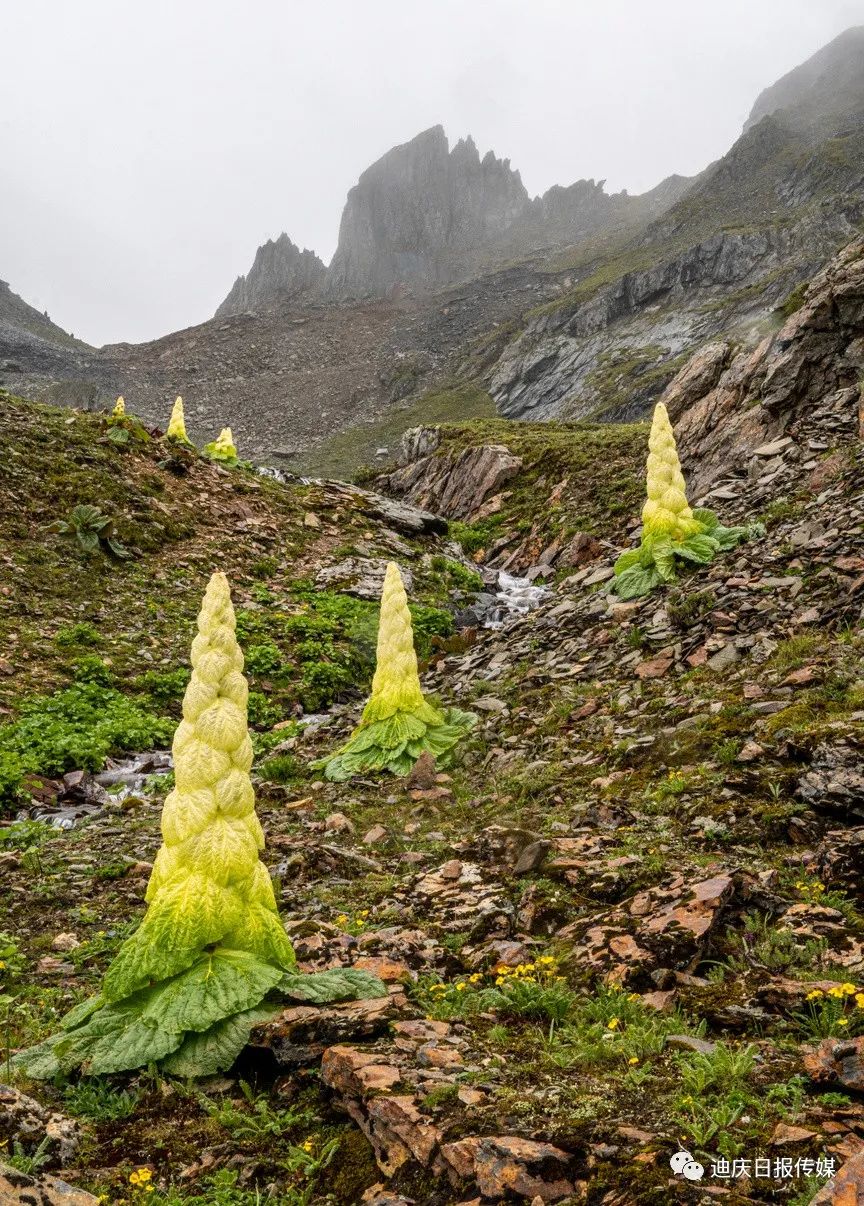 迪庆日报传媒(微信)