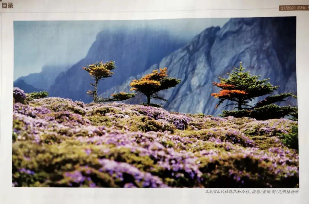 丽江日报(微信)