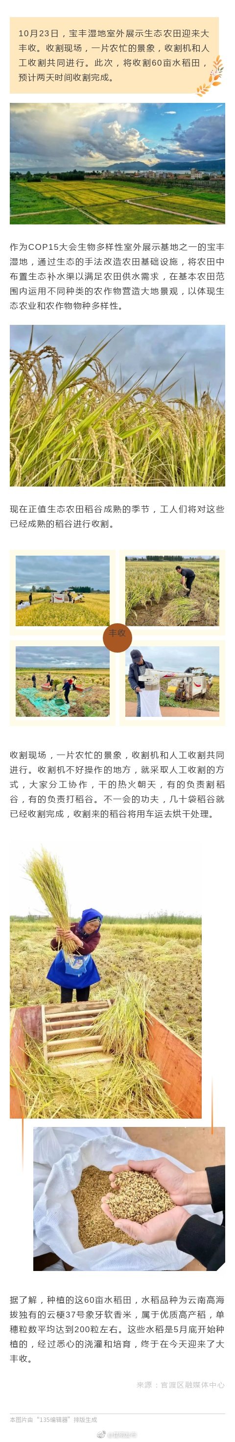 宝丰湿地室外展示区生态水稻迎来丰收