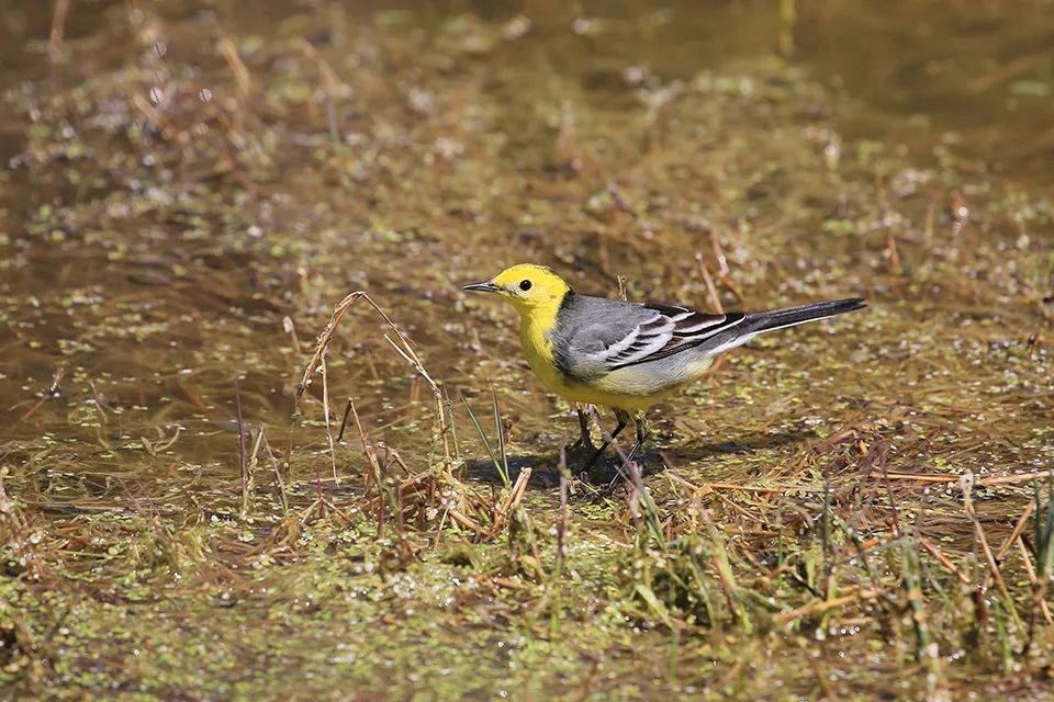 云南广播电视台(微信)