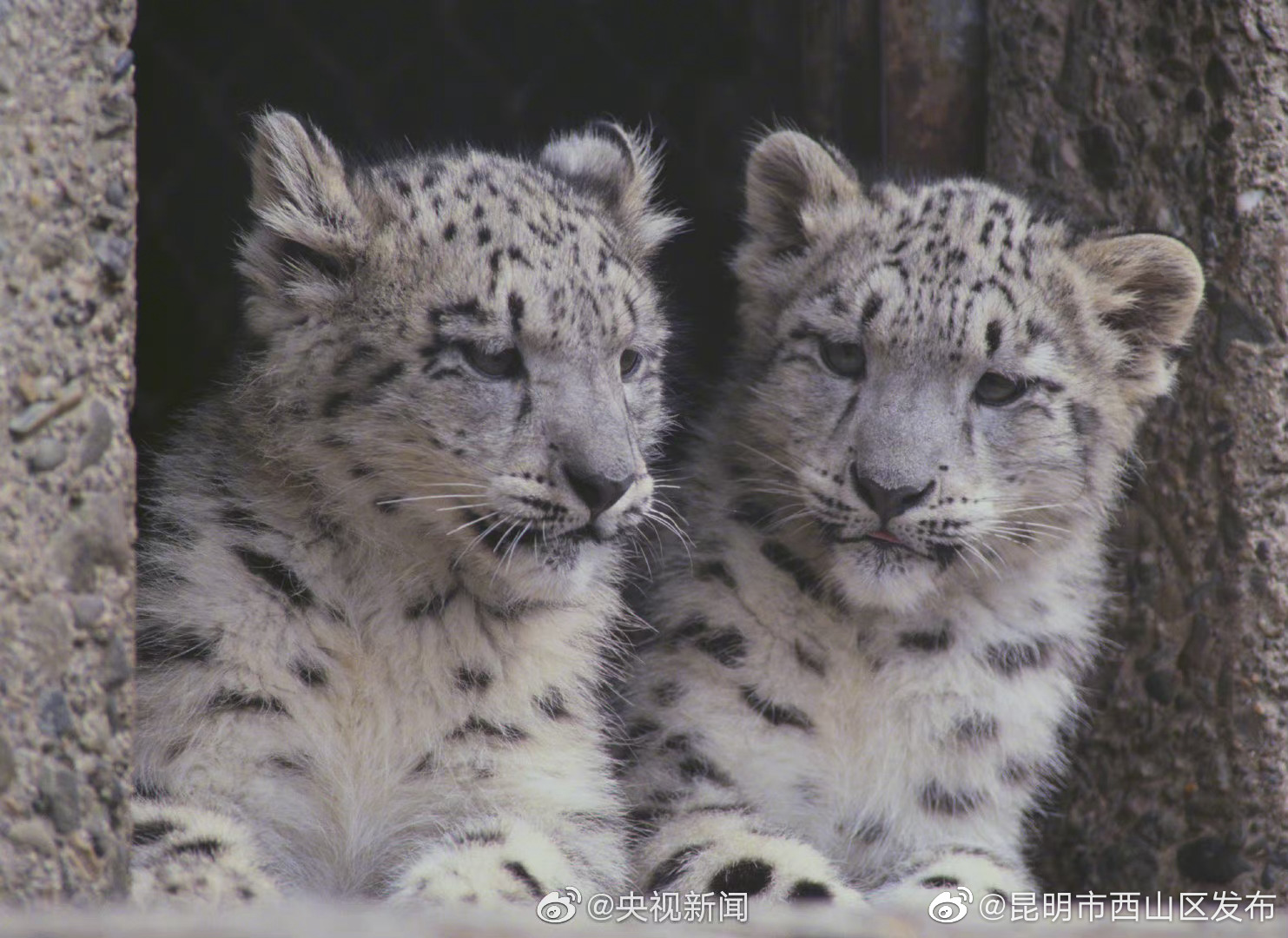 “昆明市西山区发布”微博