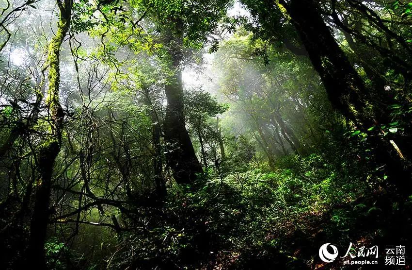 云南广播电视台(微信)