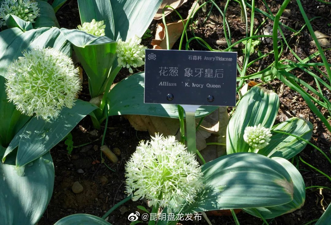 昆明盘龙发布