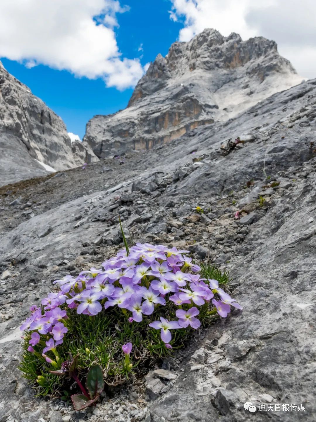迪庆日报传媒(微信)