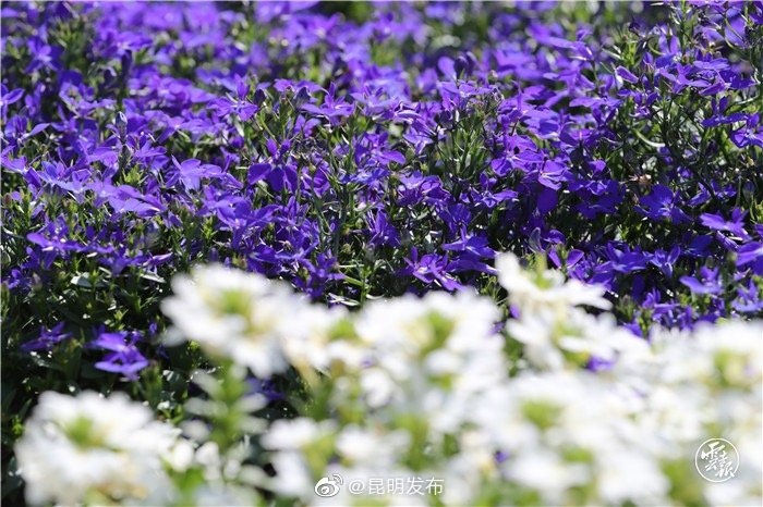 “昆明发布”微博