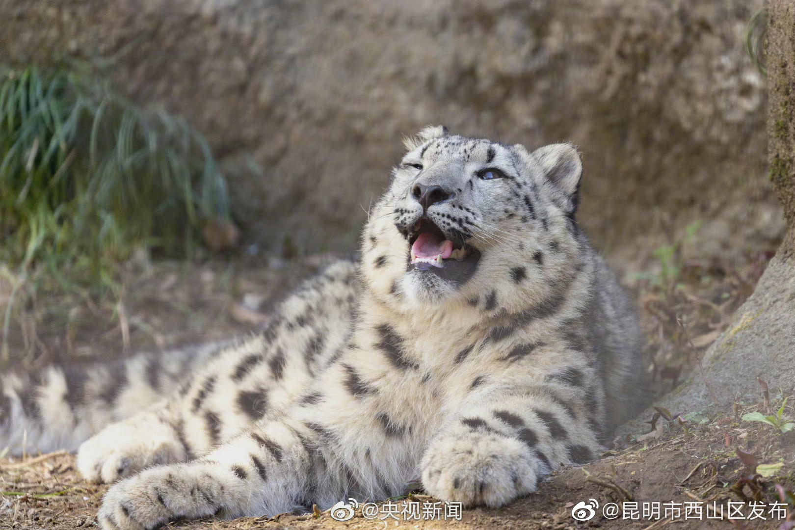 “昆明市西山区发布”微博