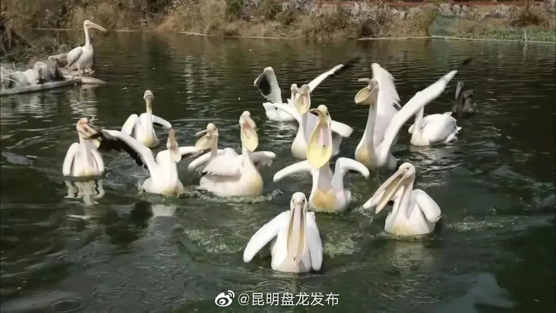 昆明盘龙发布
