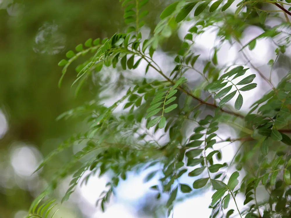 红河文旅(微信)