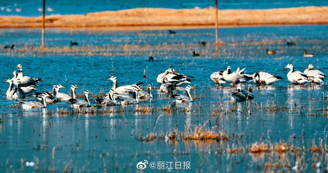 丽江日报(微信)