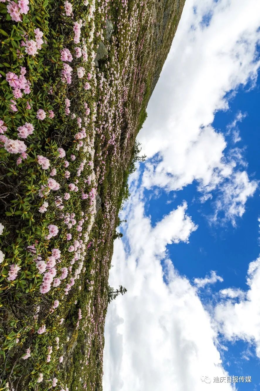 迪庆日报传媒(微信)
